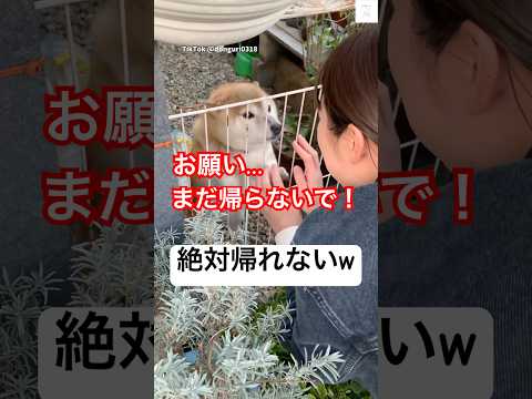 犬の動画サムネイル - お願い…まだ帰らないで‼️甘えた声が可愛すぎる柴犬　#柴犬　#犬　#かわいい犬 #かわいい #犬のいる暮らし