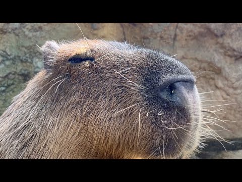 のんびりころん。なでなで日和のカピバラ【My beloved capybara that I want to pet forever】