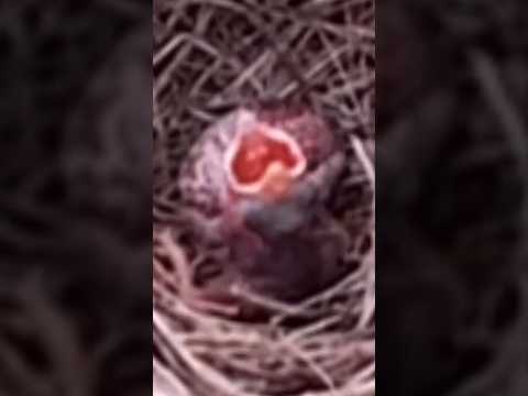 Newly hatched baby birds are very hungry #birds