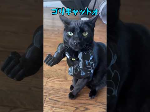 猫の可愛さを楽しむ癒しの動画集 サムネイル