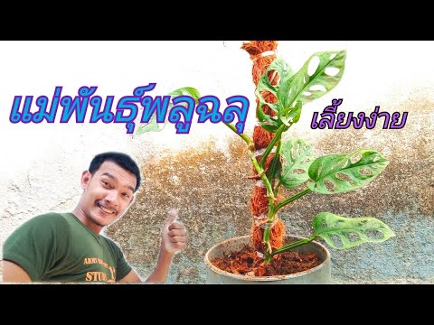 ลงกระถางแม่พันธุ์พลูฉลุ-ใบสวยม ลงกระถางแม่พันธุ์พลูฉลุ-ใบสวยม