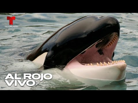 Descubren ballenas orcas devorando delfines por primera vez en Chile