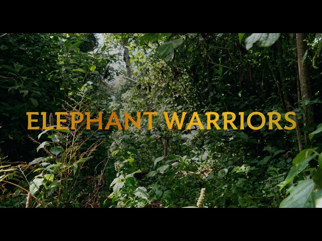 Premiered on April 16th, Elephant Warriors is a new documentary film produced and directed by Roberta Staley, which focuses on the conservation efforts of an all-female group of Kenyan rangers.
For more information on this important work, visit the Mara Elephant Project (https://maraelephantproject.org)
Don't forget to subscribe to the World Elephant Day youtube channel and follow us on Instagram, Twitter and Facebook!
Instagram: instagram.com/worldelephantday/
Facebook: facebook.com/worldelephantday
Twitter/X: twitter.com/wrldelephantday