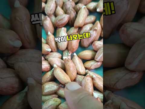 땅콩새싹 #땅콩나물 #땅콩싹 #땅콩새싹효능 #레스베라트롤 #폴리페놀 #항산화 #새싹채소 #수경재배 #땅콩재배 #새싹키우기 #집에서키우기 #건강식재료