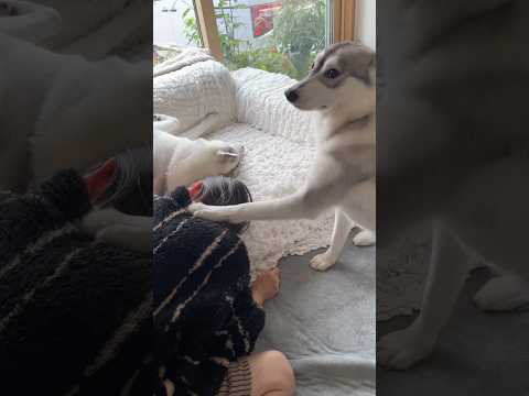 母の背中にお手をして首を傾げるハスキー #シベリアンハスキー #ハスキー #ハスキー犬