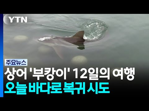 상어 '부캉이' 12일의 여행...오늘 바다로 복귀 시도 / YTN