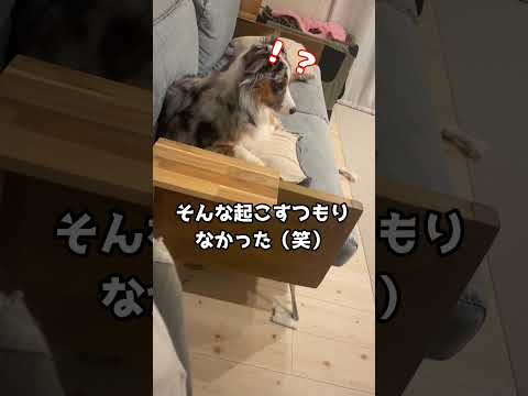 おどろく犬が愛しい#犬#オーストラリアンシェパード#犬のいる暮らし #中型犬#癒し#かわいい#dog #aussie#australianshepherd