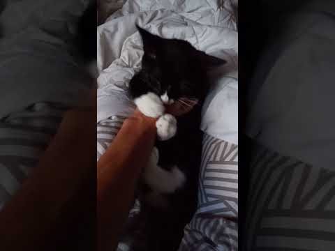 Splendid☺️🤗😸🐈‍⬛