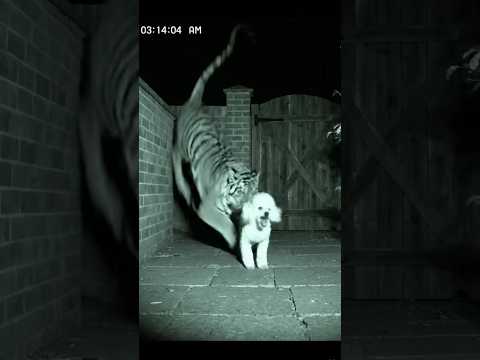 CCTV captured the Most unexpected Moment ever | CCTV Footage You’ll Ever See #asmr #cctv #satisfying