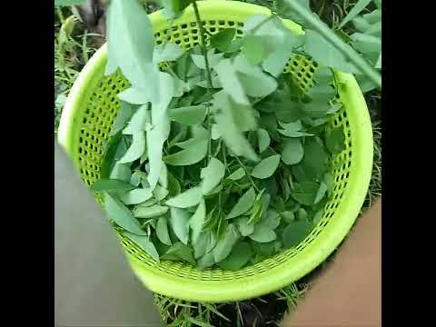 Cây nhà lá vườn.