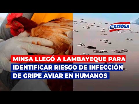 Minsa llega a Lambayeque para identificar riesgo de infección de gripe aviar en humanos