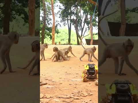 Monkey video Prank monkey #funny #monkey #monkeyvideo #animals #funnyanimal #monkeyshow #animals