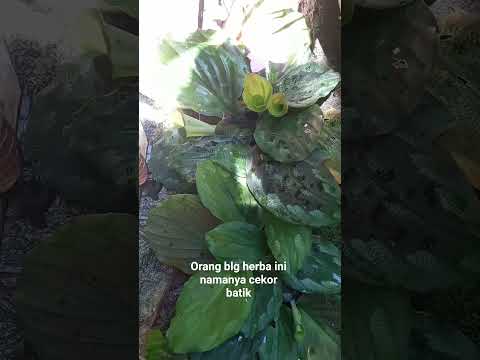 Daily life#tumbuhan herba#cekor batik#shortvideo