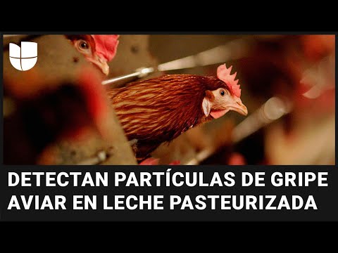Detectan partículas de gripe aviar en una de cada cinco muestras de leche pasteurizada