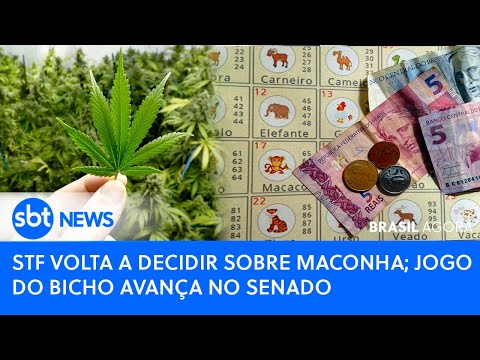 🔴Brasil Agora: AO VIVO 🚨 STF VOLTA A DECIDIR SOBRE MACONHA; JOGO DO BICHO AVANÇA NO SENADO