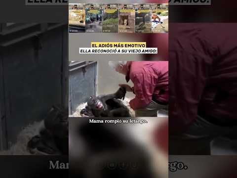 La chimpancé moribunda que Reconoció a su Viejo Amigo 💔