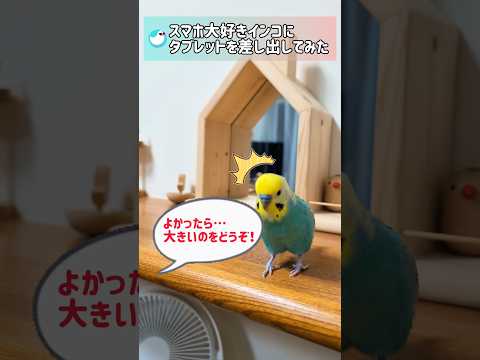 スマホ大好きインコにタブレットを見せてみた！ #文鳥 #セキセイインコ #birds #shorts