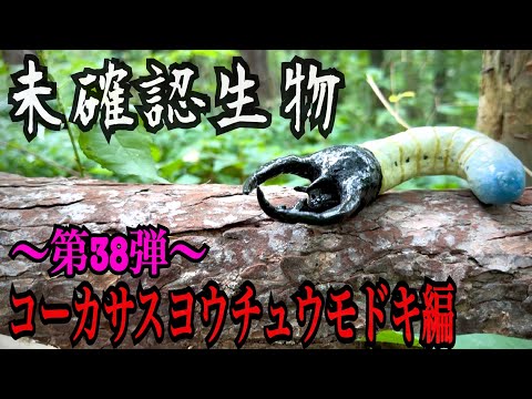 【未確認生物】コーカサスヨウチュウモドキ見つけるまで帰れません！！！！