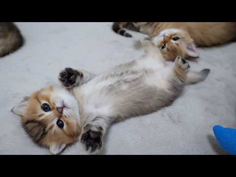 This is what happens when two families of kittens gather in a birthing box...