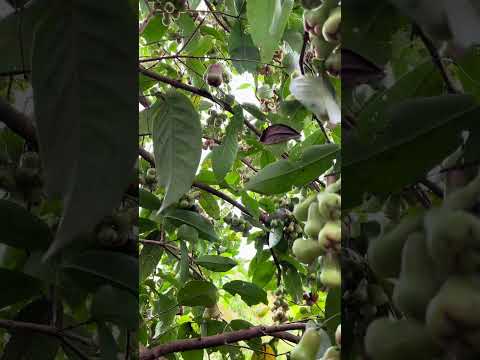 Water apple fruite #nature #organic #mygarden