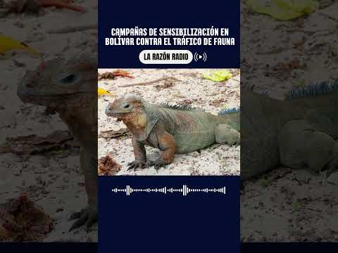 Autoridades advierten riesgos por consumo de huevo de iguana