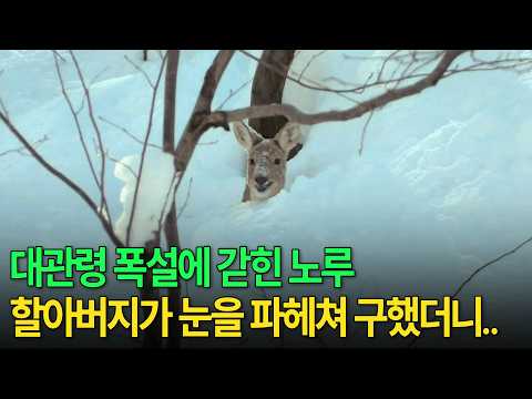 자연과 <strong>더불어</strong> 살아가는 사람들의 겨울나기 [코리언지오그래픽-1편 바람과 고원의 땅 대관령] / KBS 20141002 방송