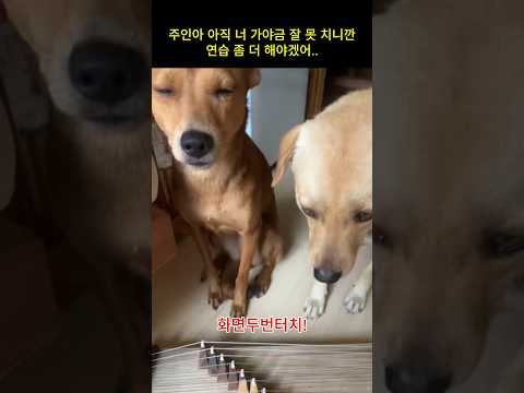 주인아 혹시 <strong>가야금</strong> 말고 다른 취미를 갖는 게 어때..?