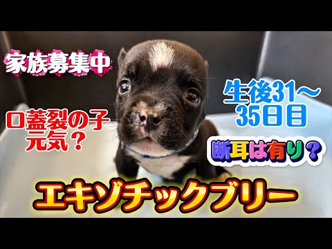Exotic bully・『エキゾチックブリーの子犬生後30日〜35日目・口蓋裂の子元気?』・『断耳どうする?』・American bully
