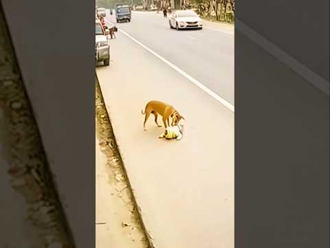 Chó cứu trẻ tập bò ra đường