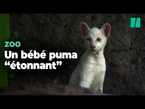 Les visiteurs de ce zoo découvrent ce bébé puma après une naissance sans précédent