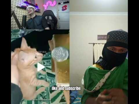 ketika kucing di kasi mic, ini yang terjadi #funny #kucinglucu #viral