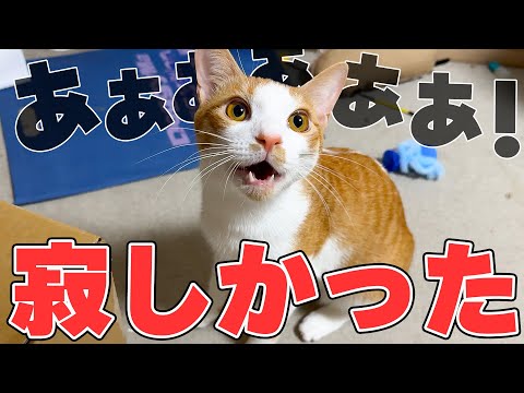 猫の動画サムネイル - 【遠吠え】寝起きで飼い主を探して大声で泣いちゃう子猫が可愛すぎました…！