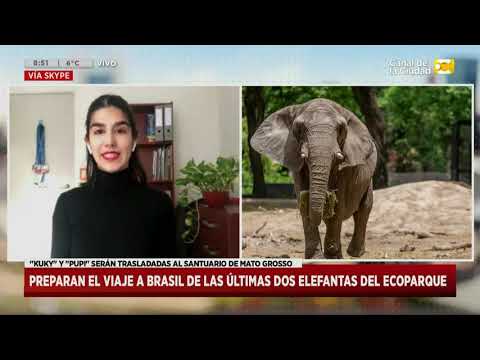 Preparan el viaje a Brasil de las últimas dos elefantas del Eco-Parque en Hoy Nos Toca a las Ocho