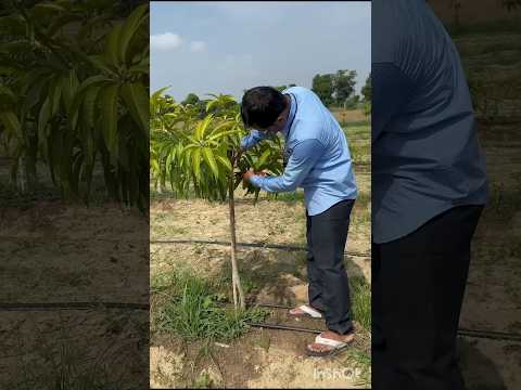 #আম গাছ Catting #Nature Short Video 🌱