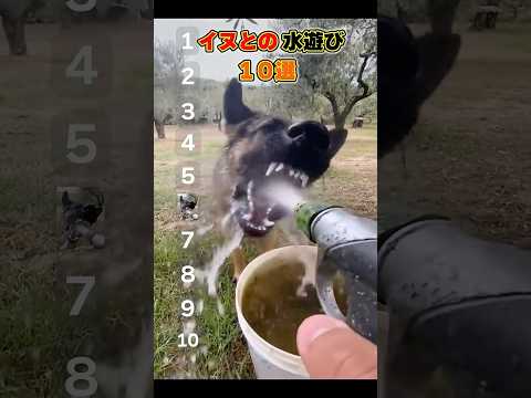 イヌちゃん、なんでそんな水の飲み方してんのランキング