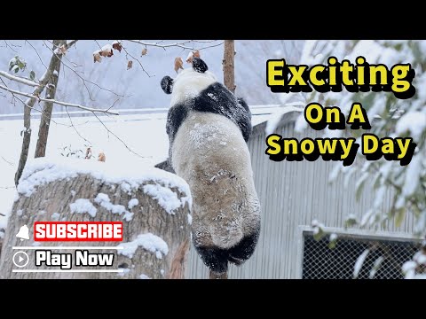 Panda Gets Super Active During A Snowy Day, Can’t Decide What To Do | iPanda