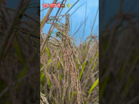 हम गांव से🏚️🌾