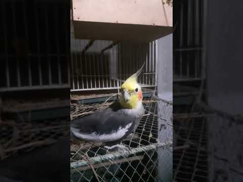 Mithu Mithu 🥰🥰 মিঠু মিঠু😇😇😇 #highlights #lovebirds #cute #song #birds #parrot #মিঠু #mithu