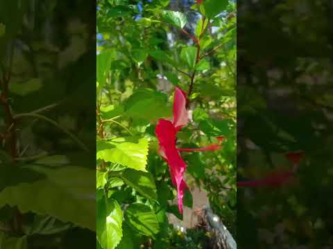 gurhal 🌺 || #garden #terrace #trending #shorts #fyp #plants #vegetables #yt