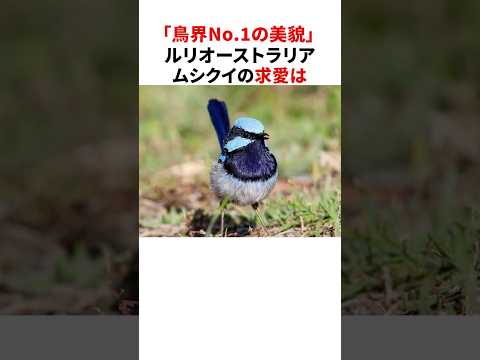 「鳥界No.1の美貌」ルリオーストラリアムシクイの雑学 #shorts
