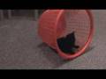 Hamster Wheel Kitten