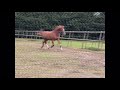 Дрессировка лошади Chique hengst van Quaterback