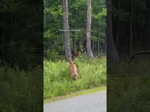 Acadia National Park - one of the many beautiful locations you can visit during our travel
