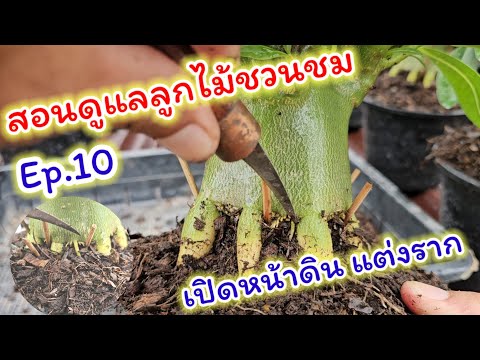 การดูแลลูกไม้ชวนชมEp.10เปิดห