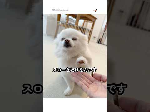 犬の動画サムネイル - 待ってくれる飼い主さんも素敵✨｜PECO