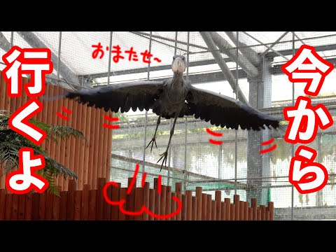 【巨大鳥が向かってくる】翼広げると2m以上あるんだよ by ハシビロコウふたば【春のふたば2025-10】Futaba, Shoebill spring 2025-10