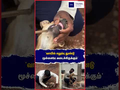 'வாயில் எலும்பு துண்டு மூச்சையே அடைச்சிருக்கும்' #<strong>Dog</strong> #Animals #animallover #Pets #petanimals #<strong>viral</strong>