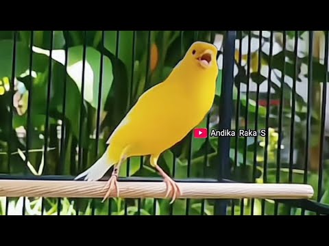Masteran suara burung kenari gacor panjang #kenarigacor #canarias #birdsounds #canaryislands