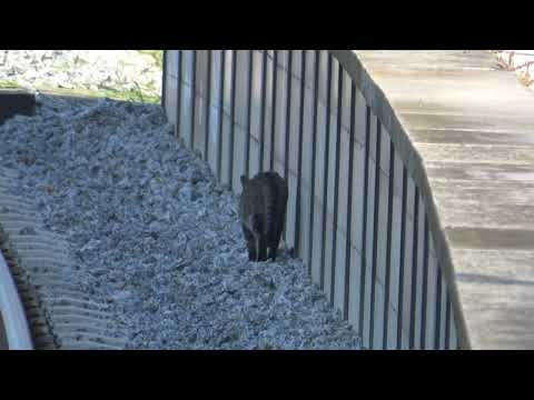 Grey Cat Walking On CP Train Tracks and Sprints to Safety with CP 3500 at Alcântara-Terra station