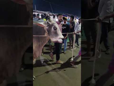 Gabtoli Gorur Haat 2026 qurbani